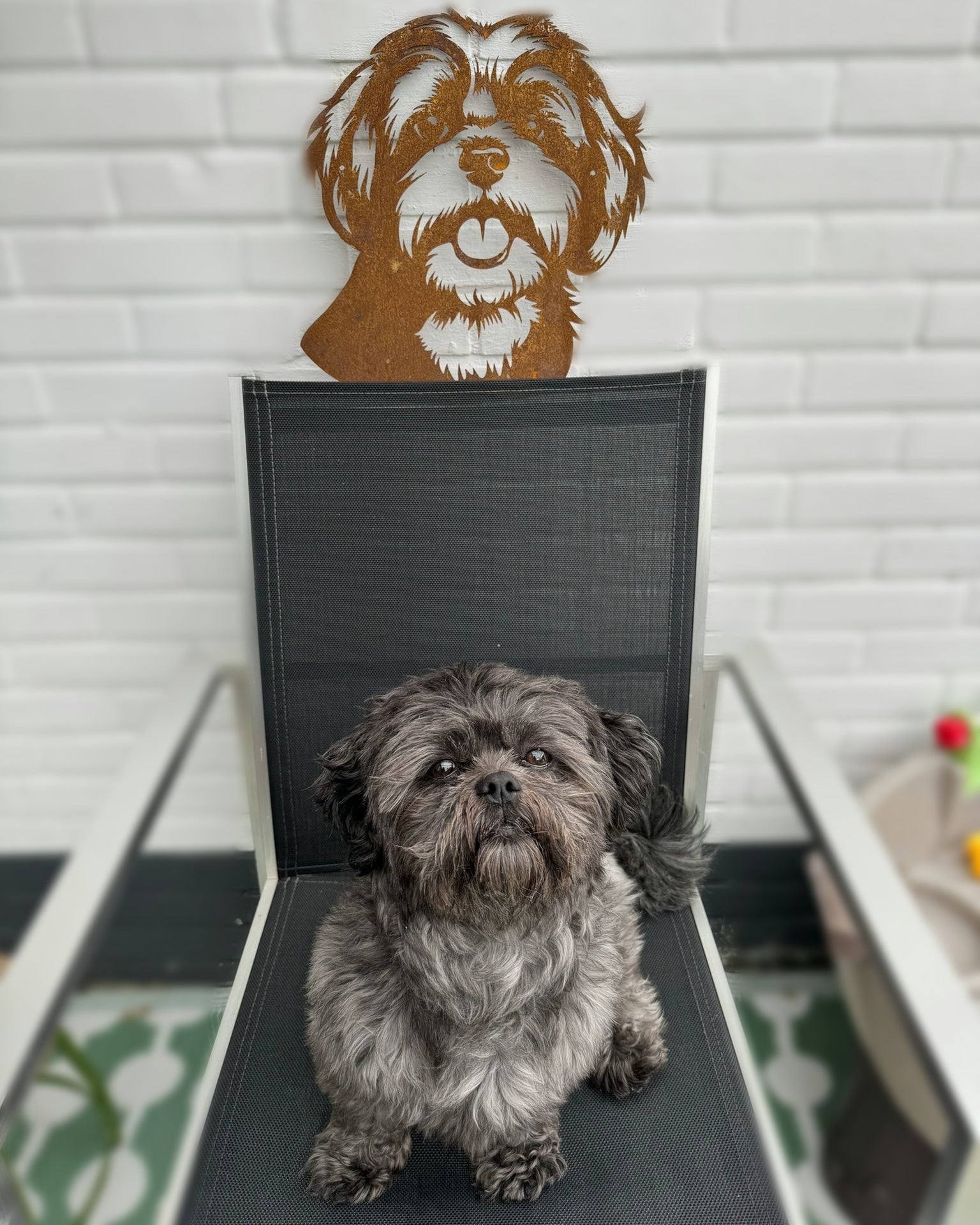 Boomer / Shih Tzu