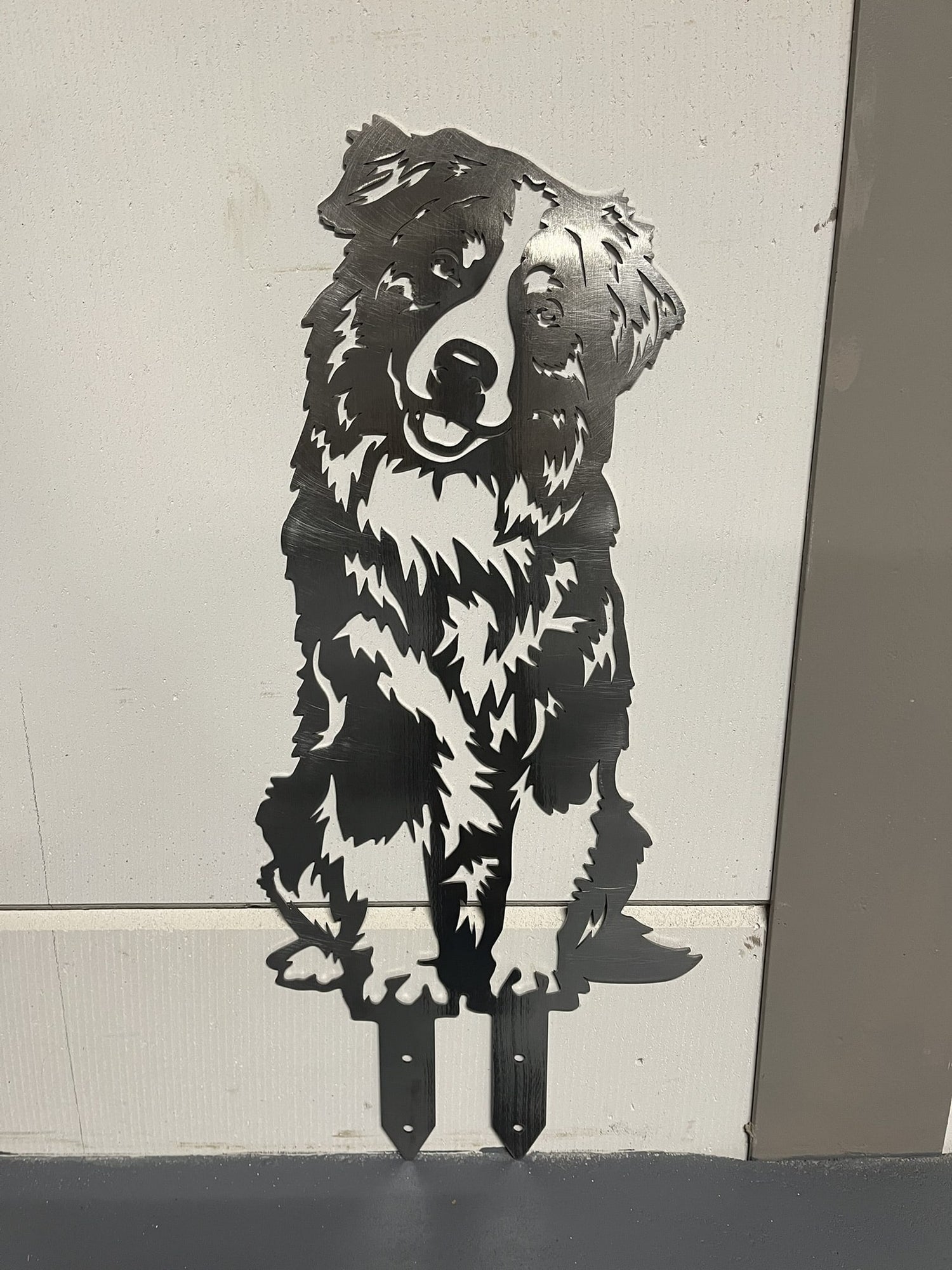Australian Shepherd - Levensecht