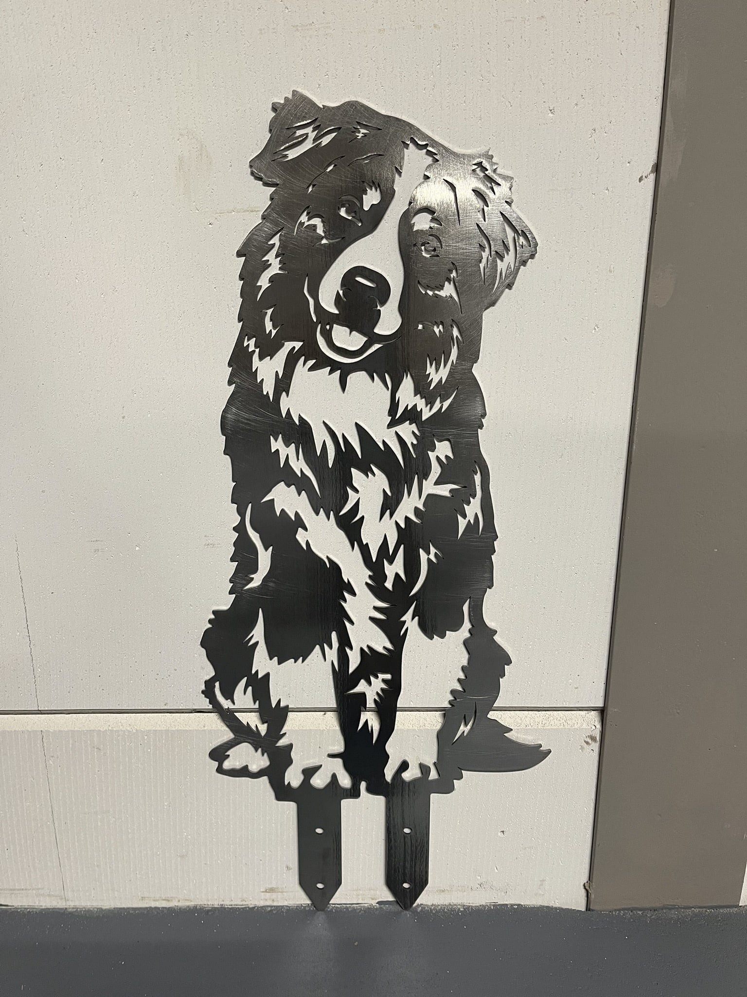 Australian Shepherd - Levensecht