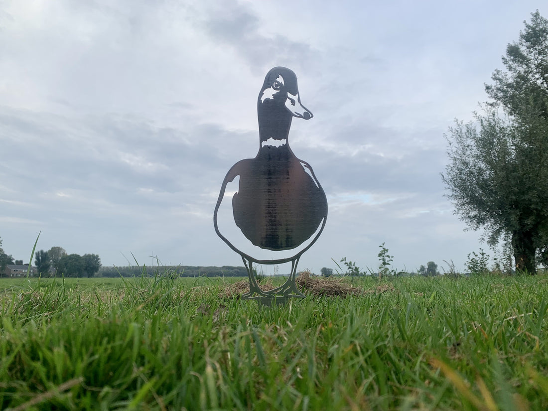 The duck