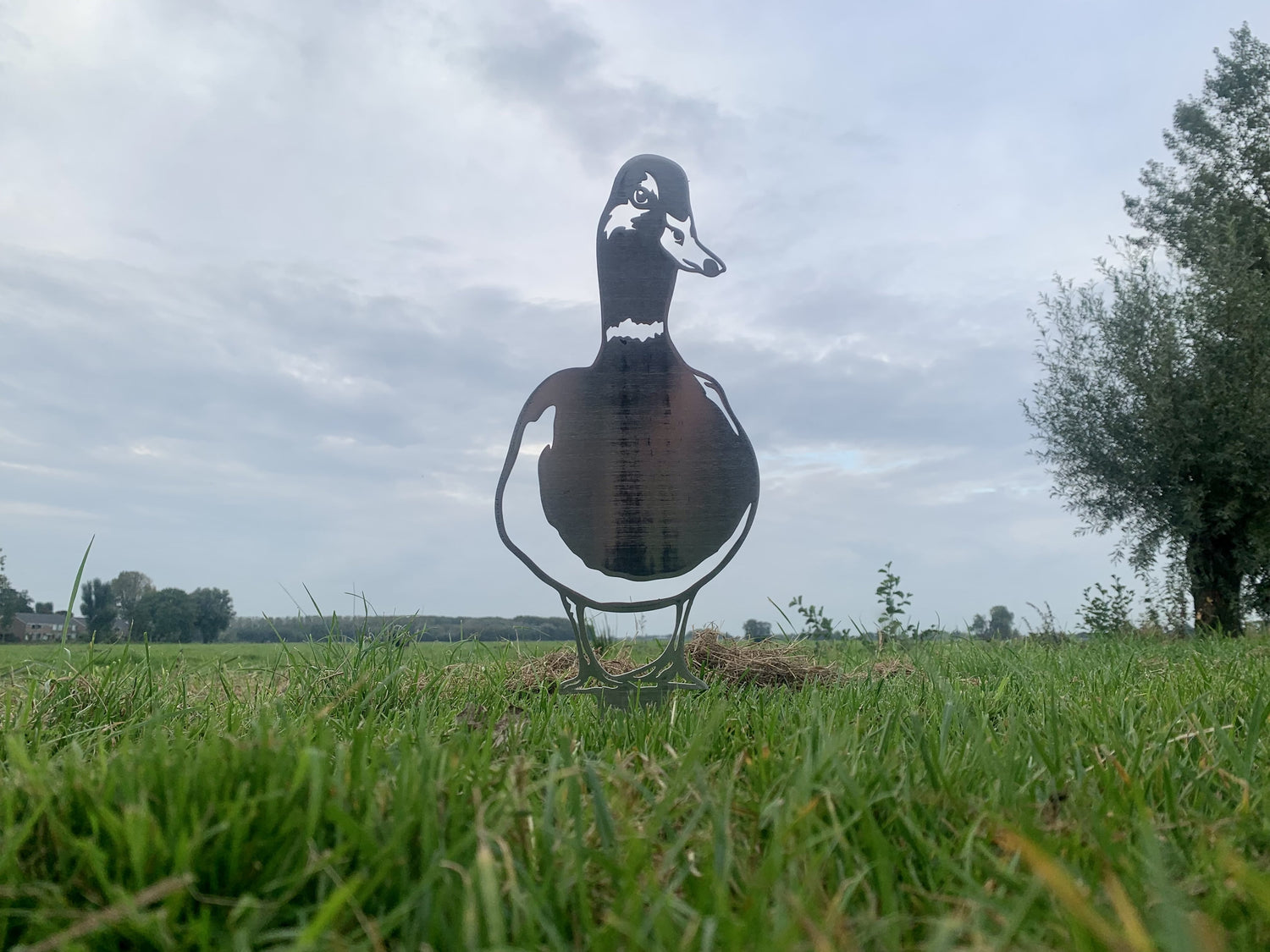 The duck