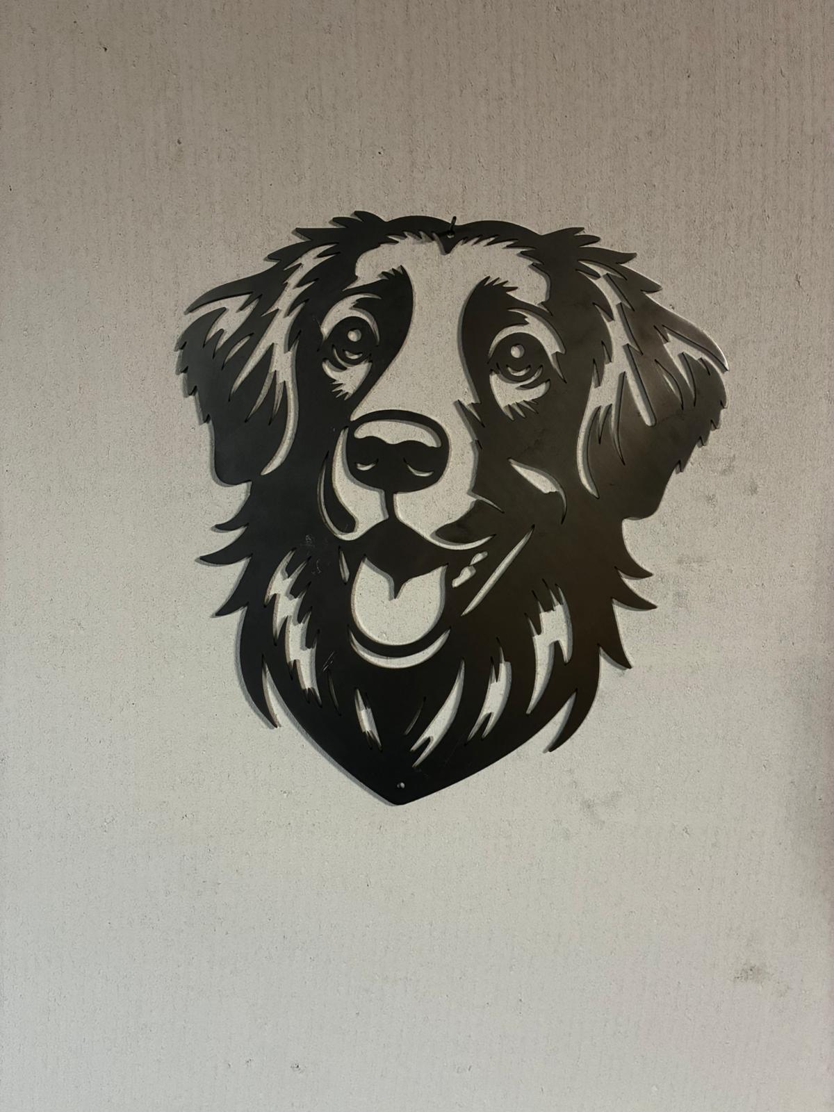 Nova Scotia duck tolling retriever (toller)