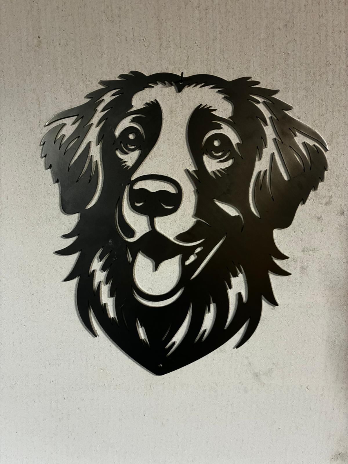 Nova Scotia duck tolling retriever (toller)