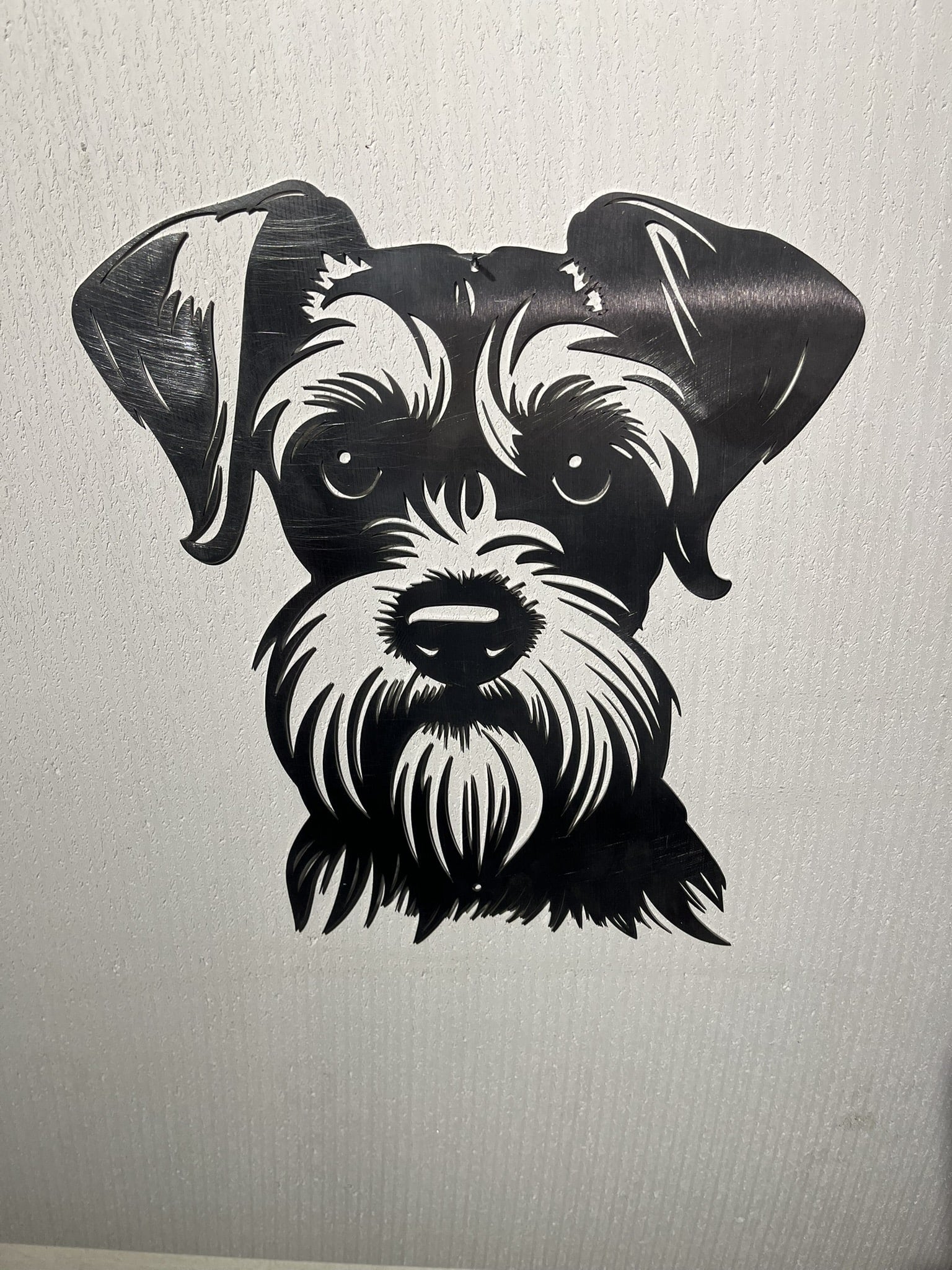 Dwergschnauzer