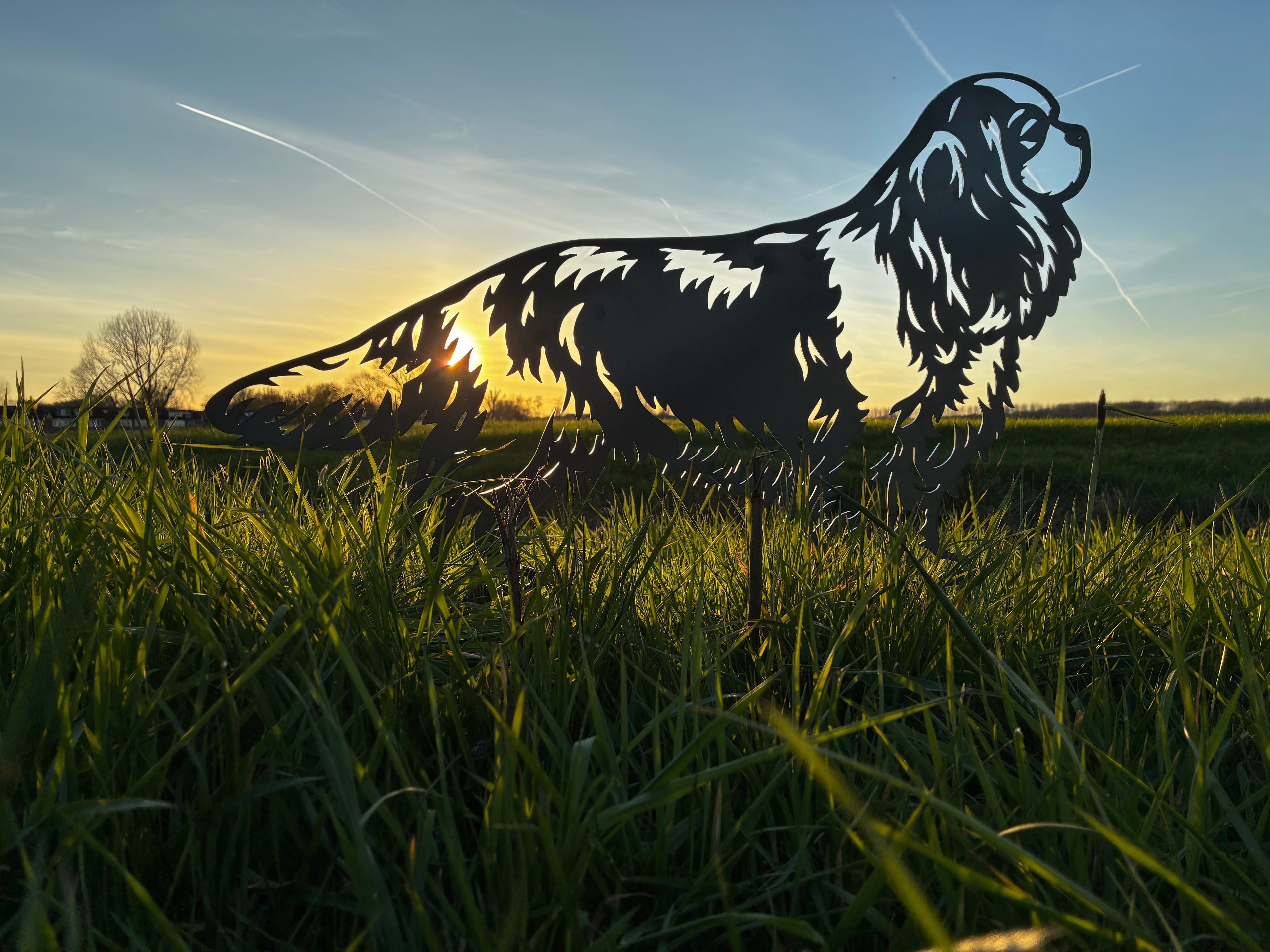 Cavalier King Charles Spaniël - Levensecht