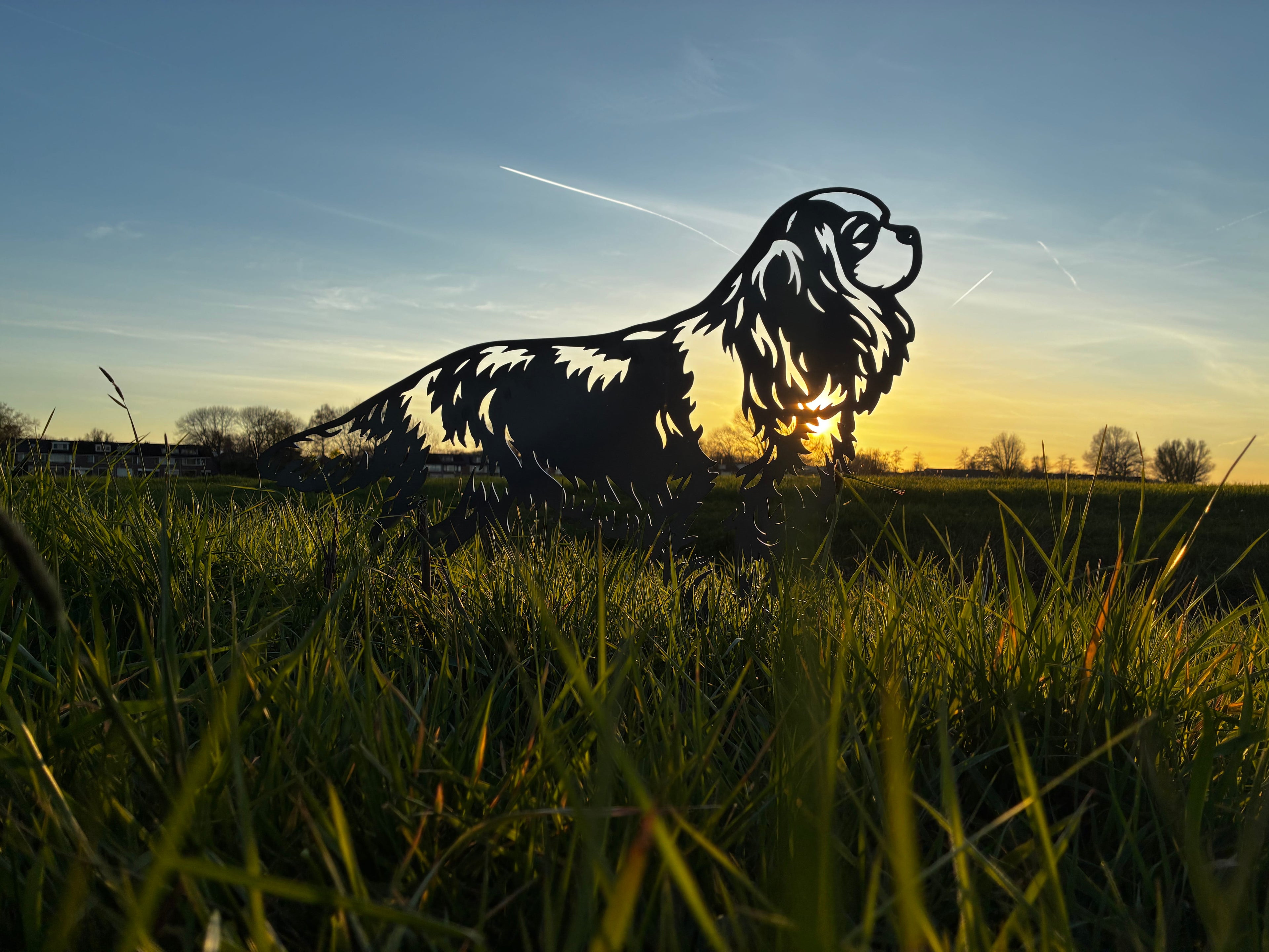 Cavalier King Charles Spaniël - Levensecht