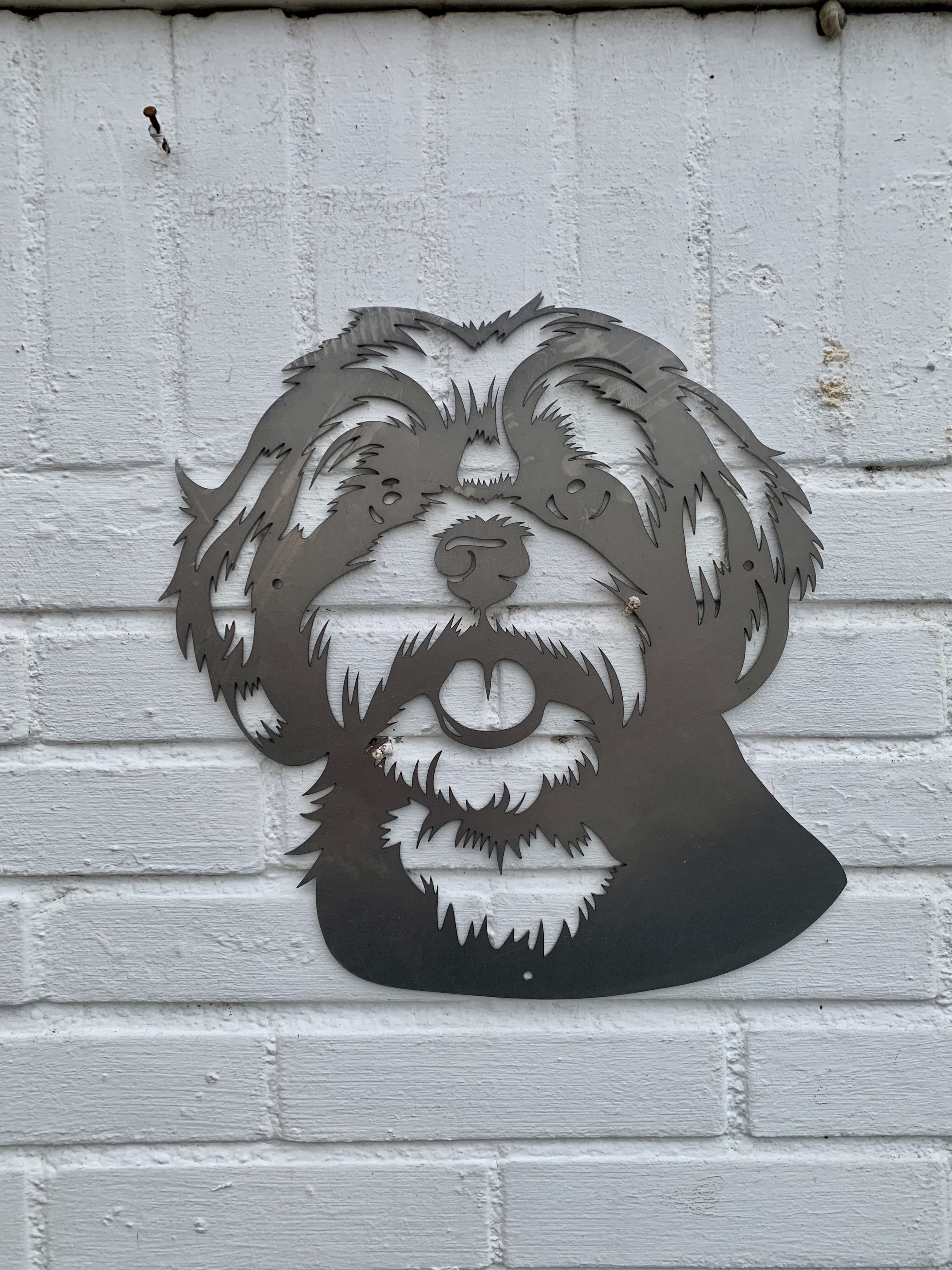 Boomer / Shih Tzu