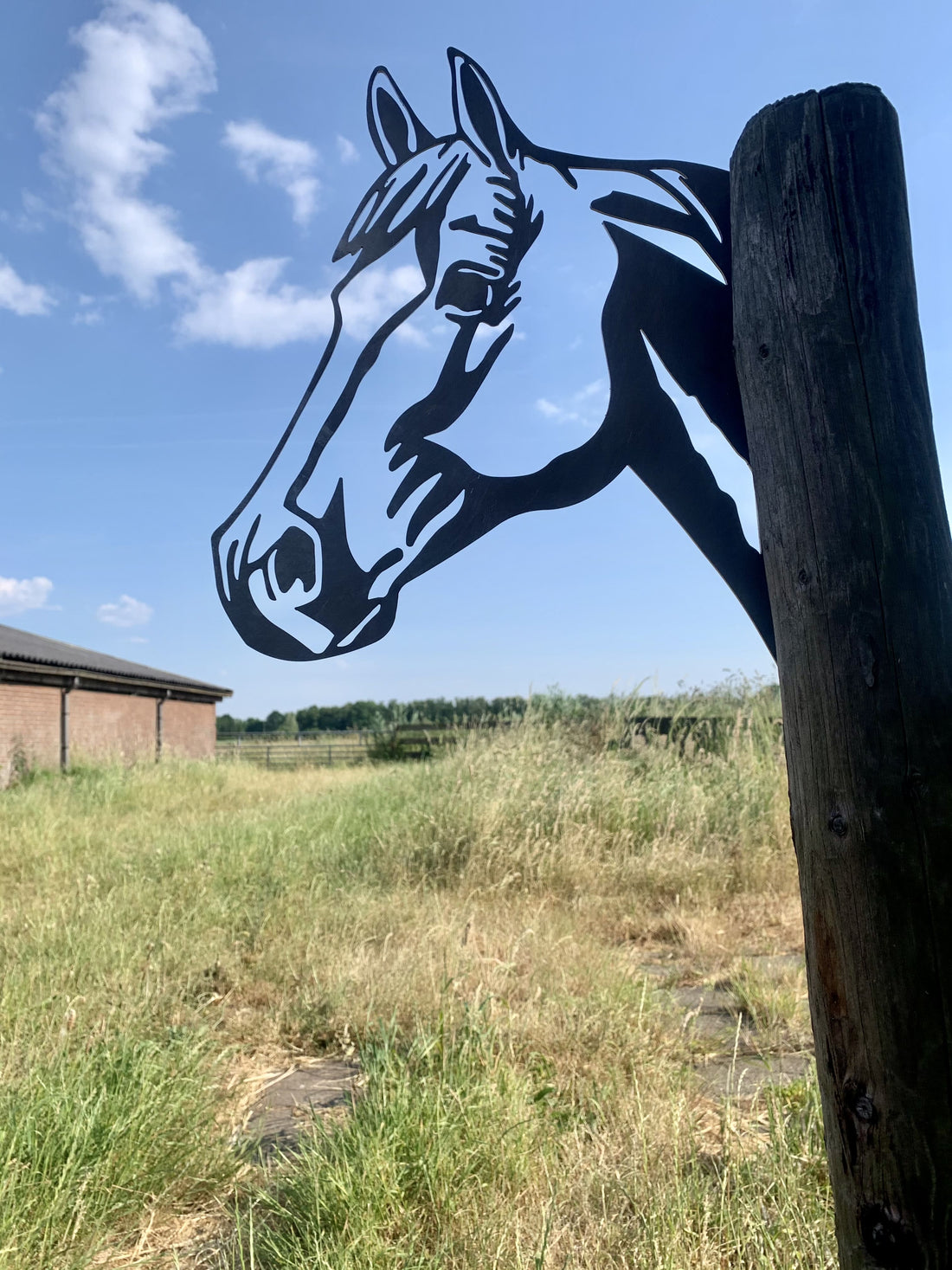 The horse