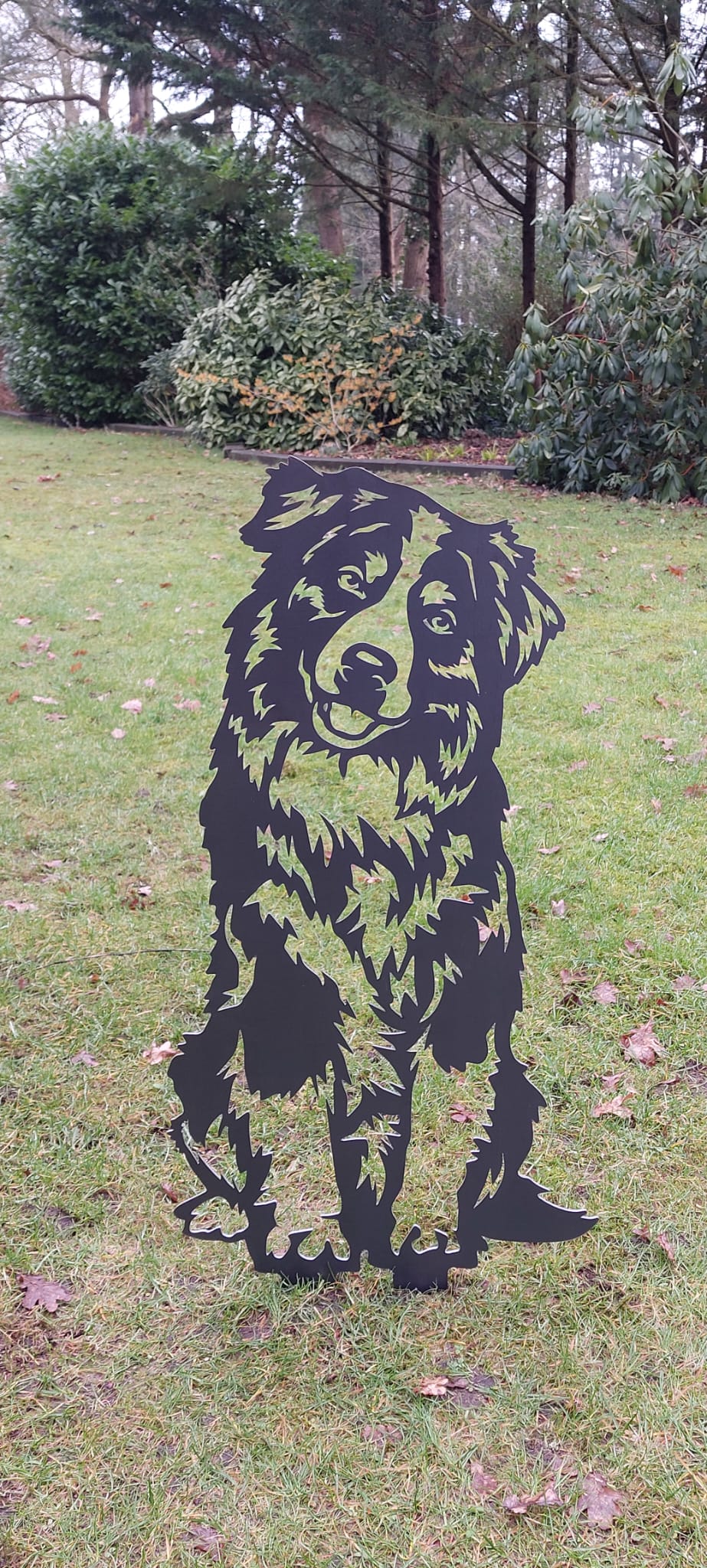 Australian Shepherd - Levensecht