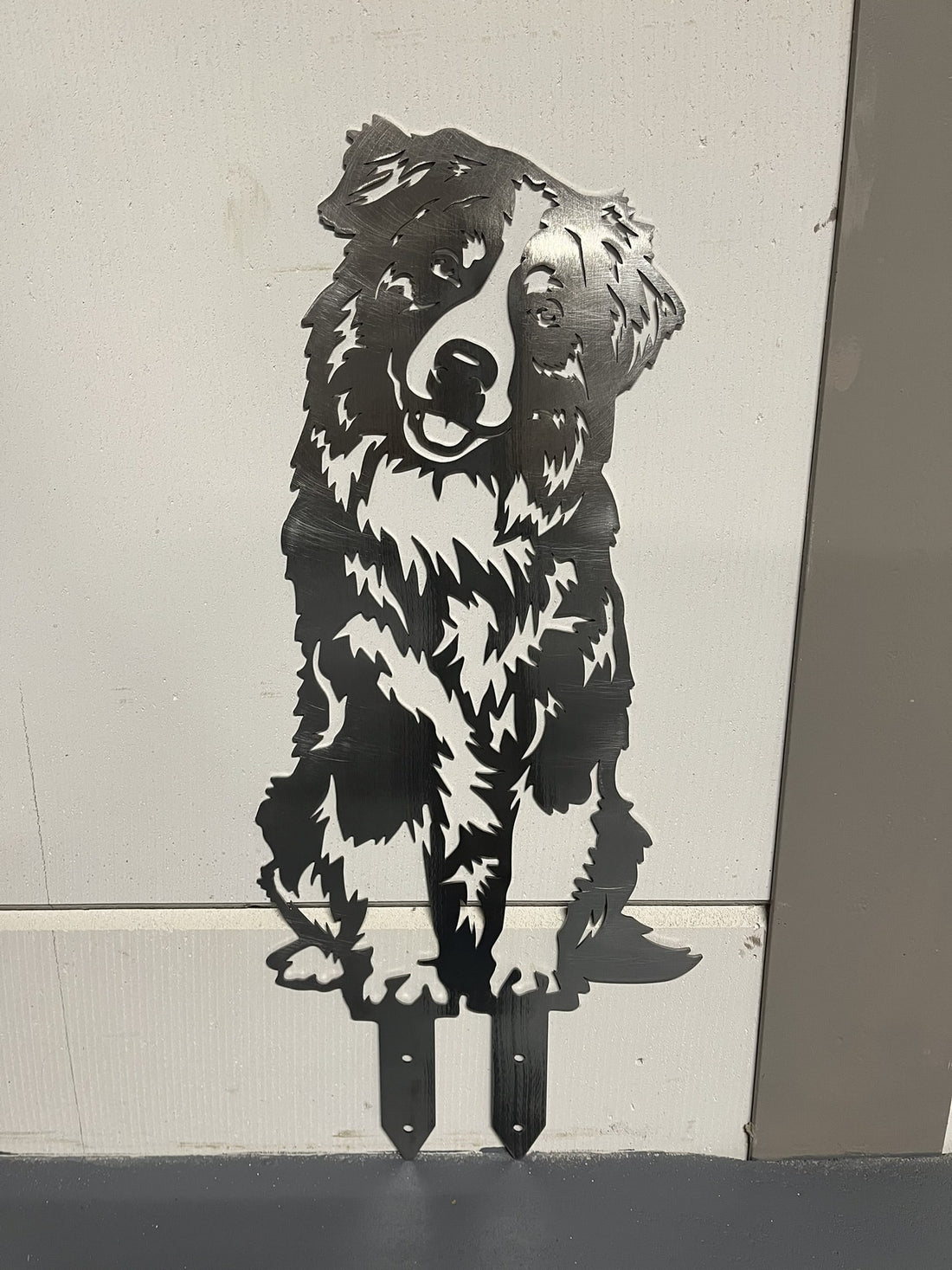 Australian Shepherd - Levensecht