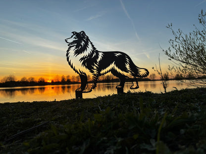 Schotse collie - Levensecht